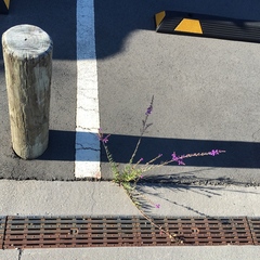 Linaria purpurea