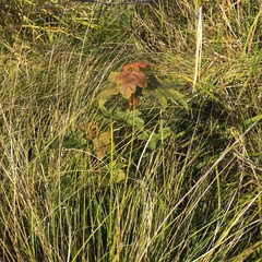 Acer pseudoplatanus
