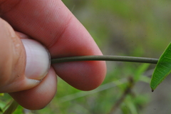 Echites umbellatus