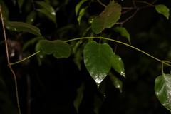 Parsonsia fulva