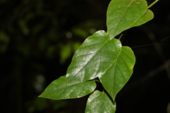 Parsonsia fulva