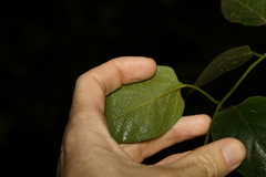 Parsonsia fulva