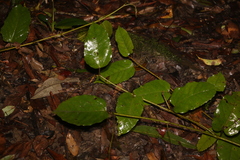 Parsonsia fulva