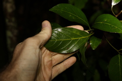 Endiandra discolor