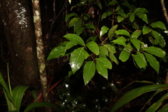 Endiandra discolor
