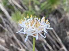 Borya septentrionalis