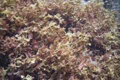 Thuretia quercifolia