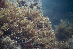 Thuretia quercifolia