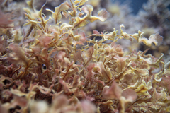 Thuretia quercifolia