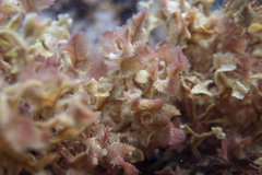 Thuretia quercifolia