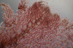 Thuretia quercifolia