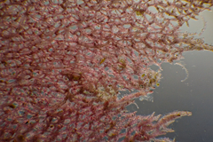 Thuretia quercifolia