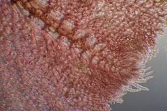 Thuretia quercifolia