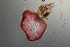 Thuretia quercifolia