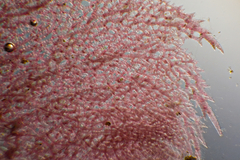 Thuretia quercifolia