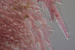 Thuretia quercifolia