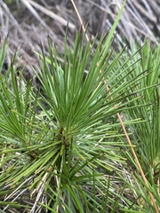 Borya septentrionalis