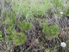 Borya septentrionalis