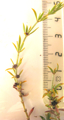 Pollichia campestris