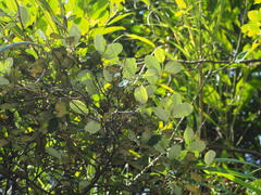Elaeagnus formosana
