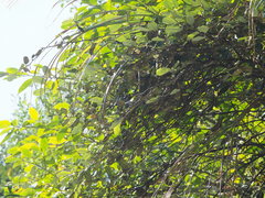 Elaeagnus formosana