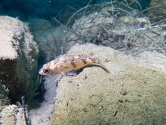 Sebastes semicinctus