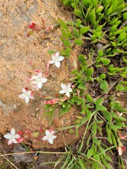 Oxygonum delagoense