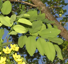 Cassia abbreviata