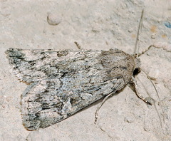 Rhiza indigna