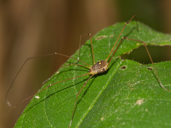 Protus bolivari