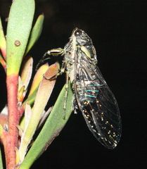 Physeema quadricincta