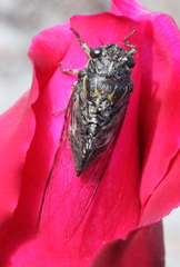 Physeema quadricincta