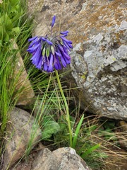 Agapanthus inapertus
