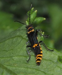 Chauliognathus sydneyanus