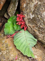 Streptocarpus dunnii