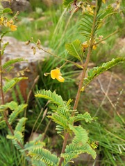 Aeschynomene rehmannii