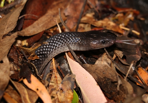 Small-eyed Snake, Cryptophis nigrescens