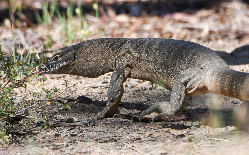 Heath Monitor