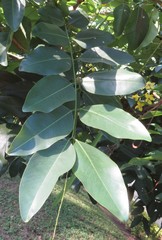 Cassia abbreviata