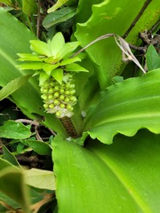 Eucomis montana