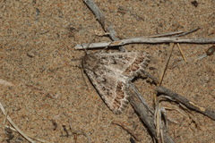 Heterographa fabrilis