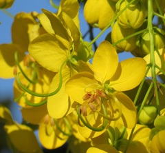 Cassia abbreviata