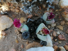 Argyroderma framesii