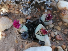 Argyroderma framesii