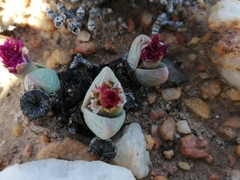 Argyroderma framesii