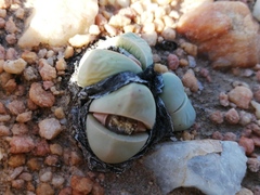 Argyroderma framesii