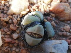 Argyroderma framesii
