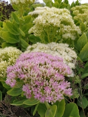 Hylotelephium spectabile