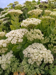 Hylotelephium spectabile