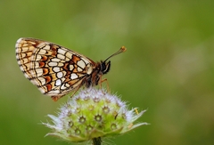 Melitaea britomartis